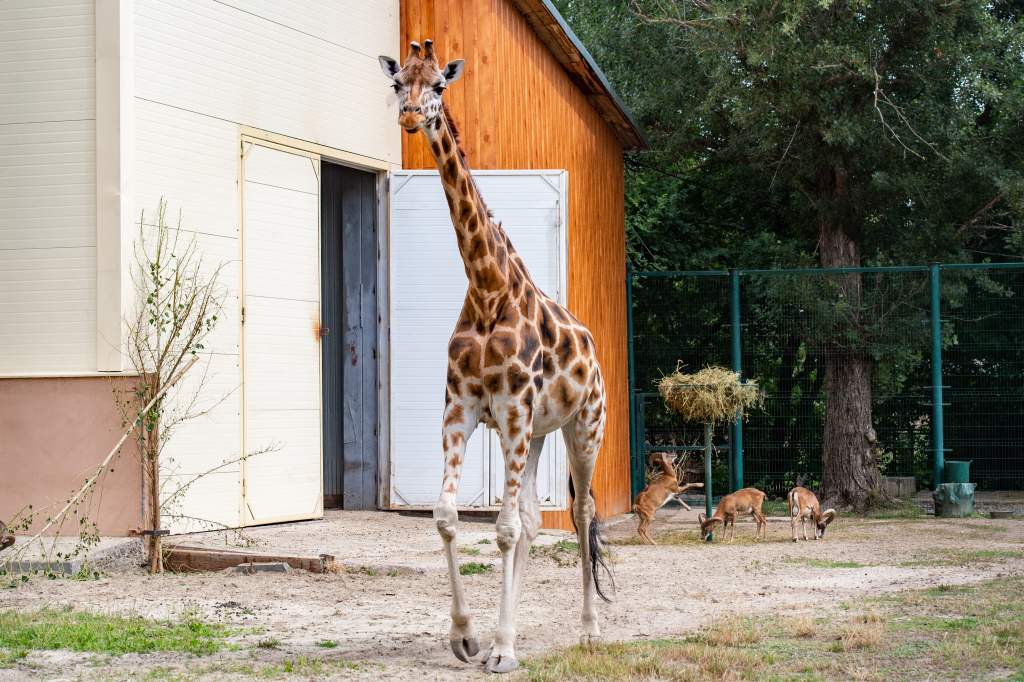 Ушла из жизни любимица сотрудников и посетителей Ростовского зоопарка — жираф Лизонька